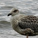 GreatBlack-backed Gull by sunnygreenwood