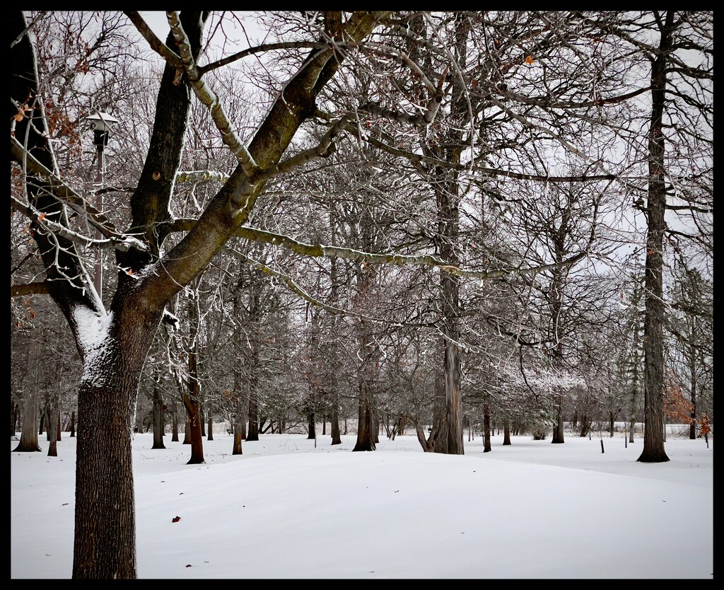 The Trees at the Park in Winter by eahopp
