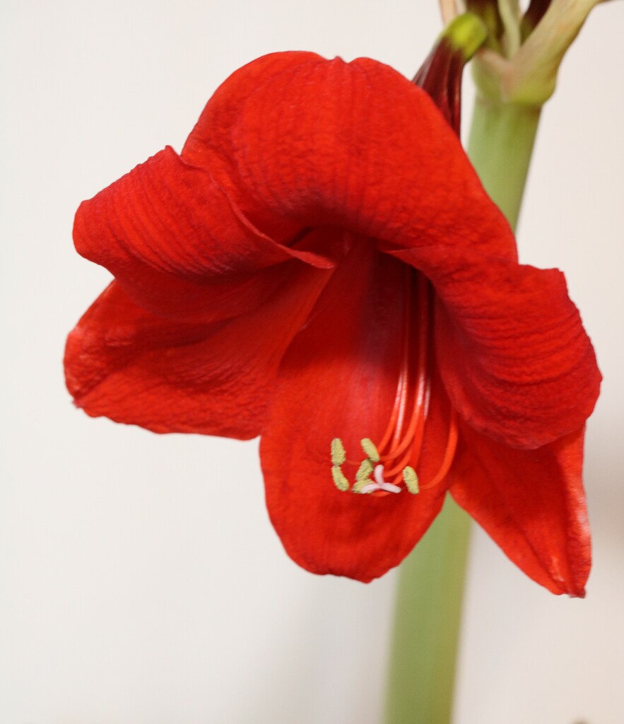 January 14: Red Lion Amaryllis by daisymiller