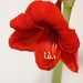 January 14: Red Lion Amaryllis by daisymiller
