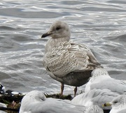 20th Nov 2023 - Iceland Gull