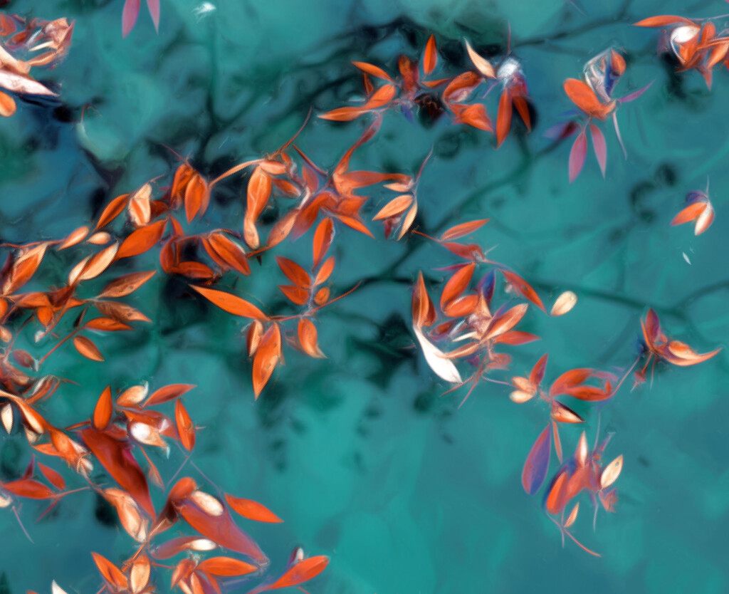 Floating Leaves by joysfocus