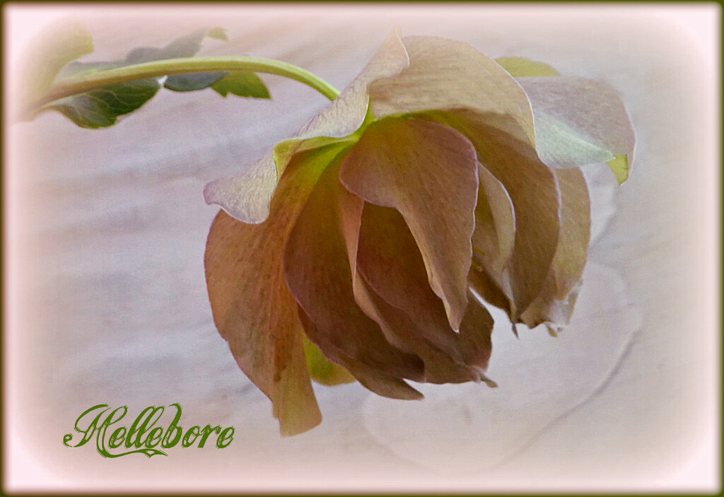  A Lonely Hellebore . by wendyfrost