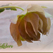  A Lonely Hellebore . by wendyfrost