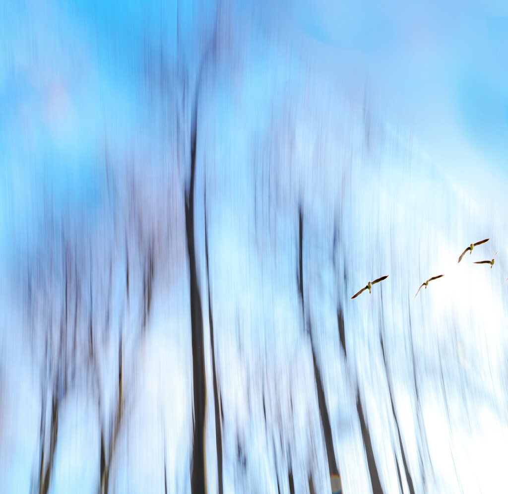 Birds in Flight by pdulis