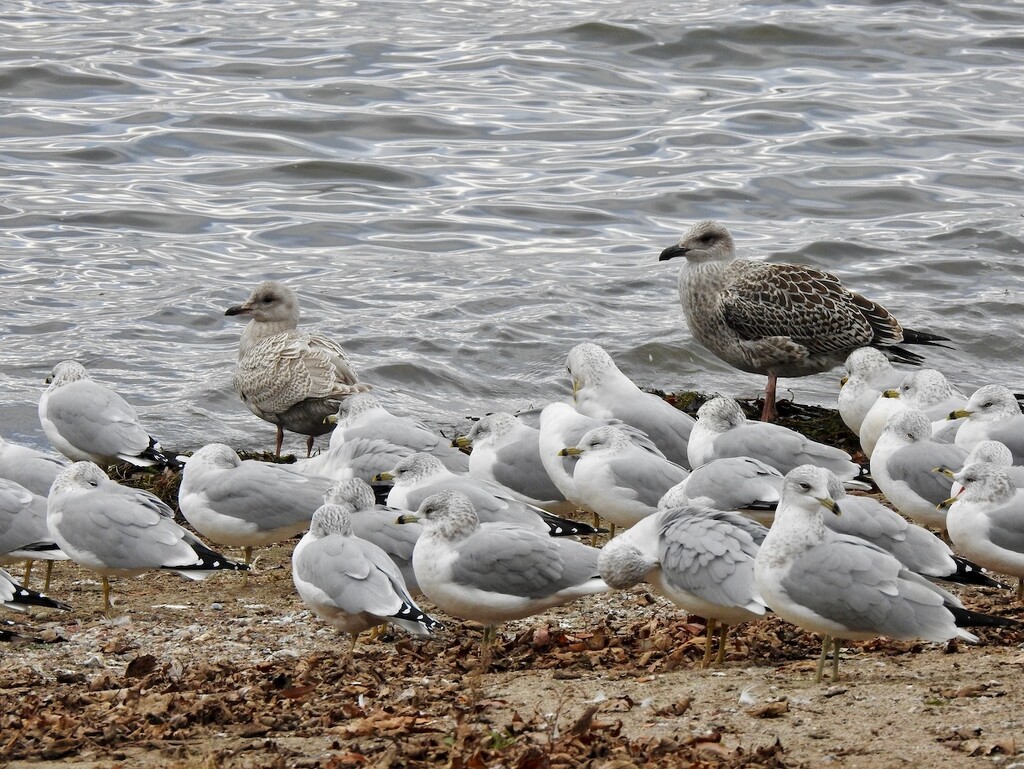 Iceland & GreatBlack-backed Gulls by sunnygreenwood