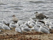 21st Nov 2023 - Iceland & GreatBlack-backed Gulls