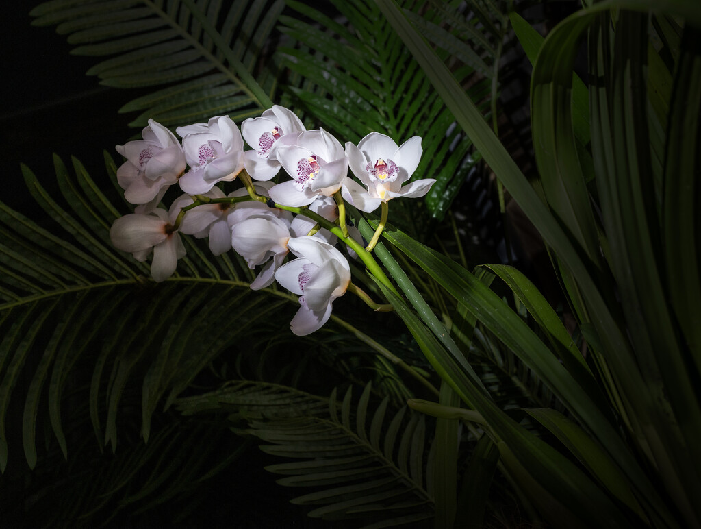 Orchid stem  by suez1e