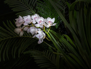 9th Jan 2024 - Orchid stem 