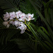 Orchid stem  by suez1e
