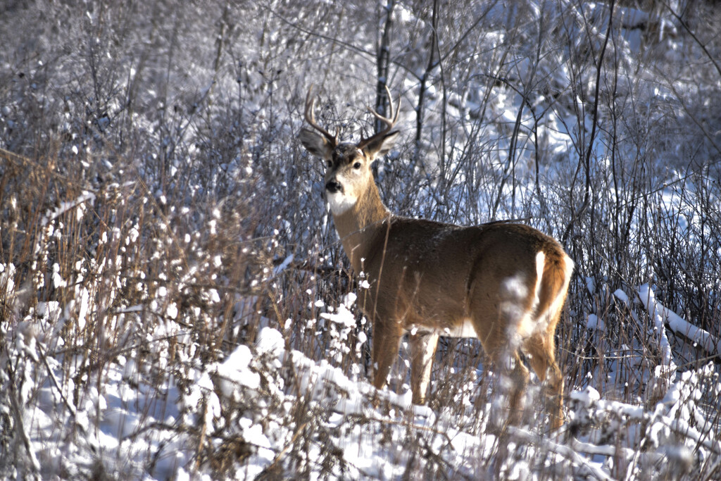 Handsome Whitetail Buck by bjywamer