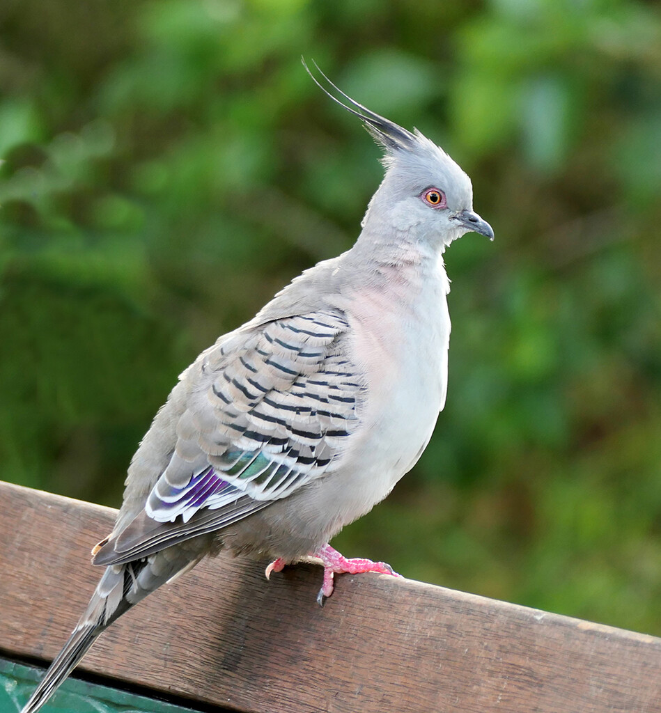 Crested Pigeon by onewing