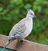 15th Jan 2024 - Crested Pigeon