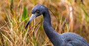 14th Jan 2024 - Close-up of the Little Blue Heron!