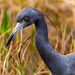 Close-up of the Little Blue Heron! by rickster549
