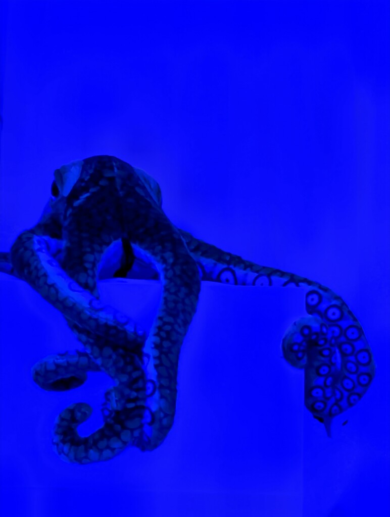 Release the Kraken by photohoot