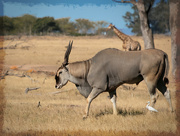 15th Jan 2024 - Mr. Eland