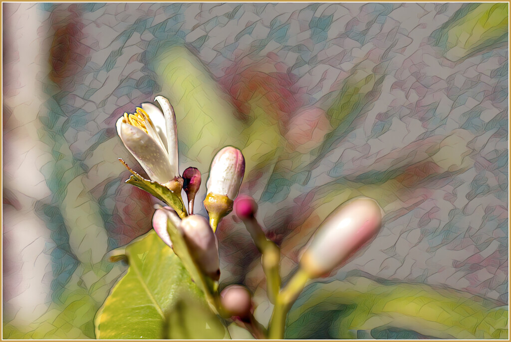 Artsy lemon blossoms  by ludwigsdiana