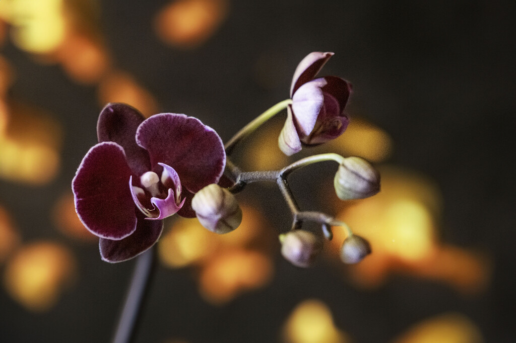 orchid by myhrhelper