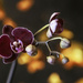 orchid by myhrhelper