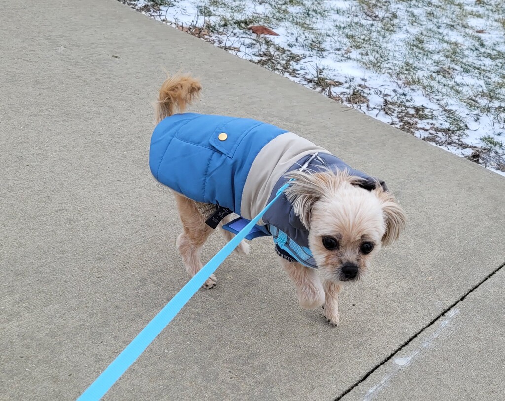 Bundled up for a very brief walk.  by scoobylou