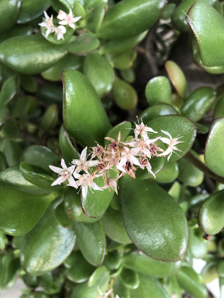 Jade Plant by loweygrace