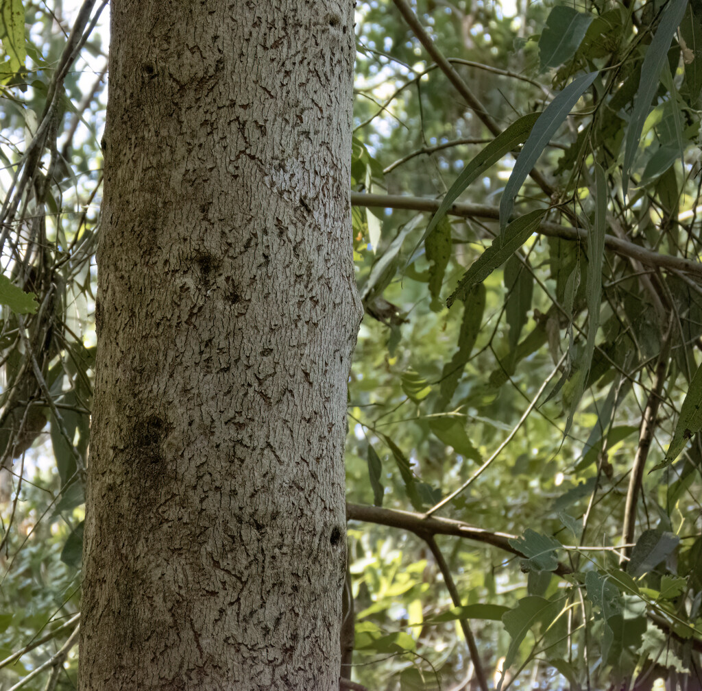 well used tree by koalagardens