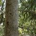 well used tree by koalagardens