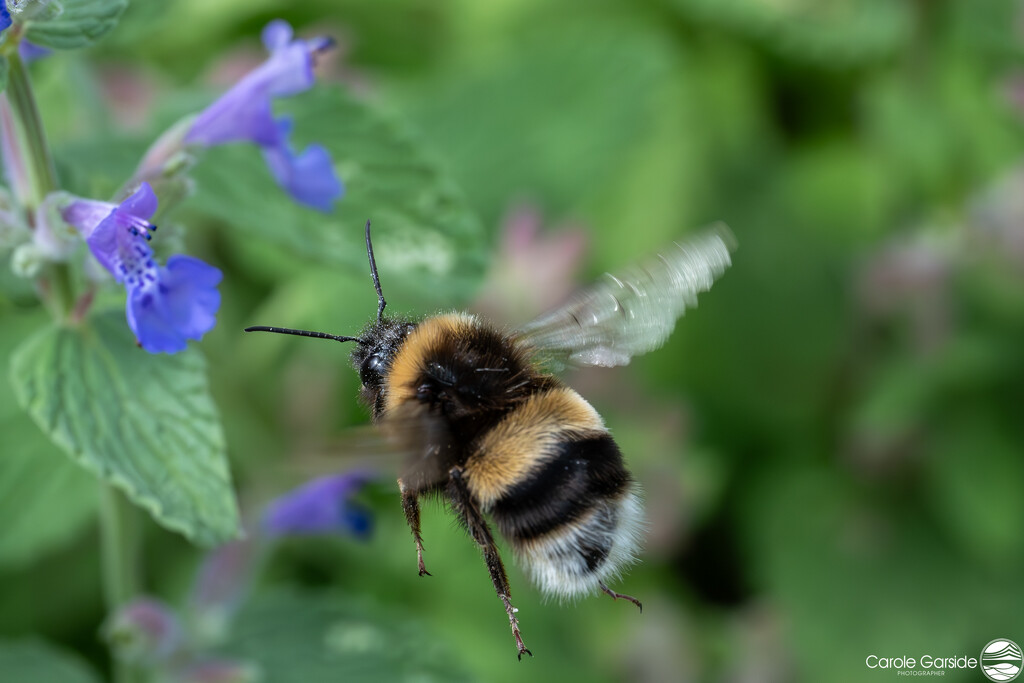 Flight of the Bumble Bee by yorkshirekiwi