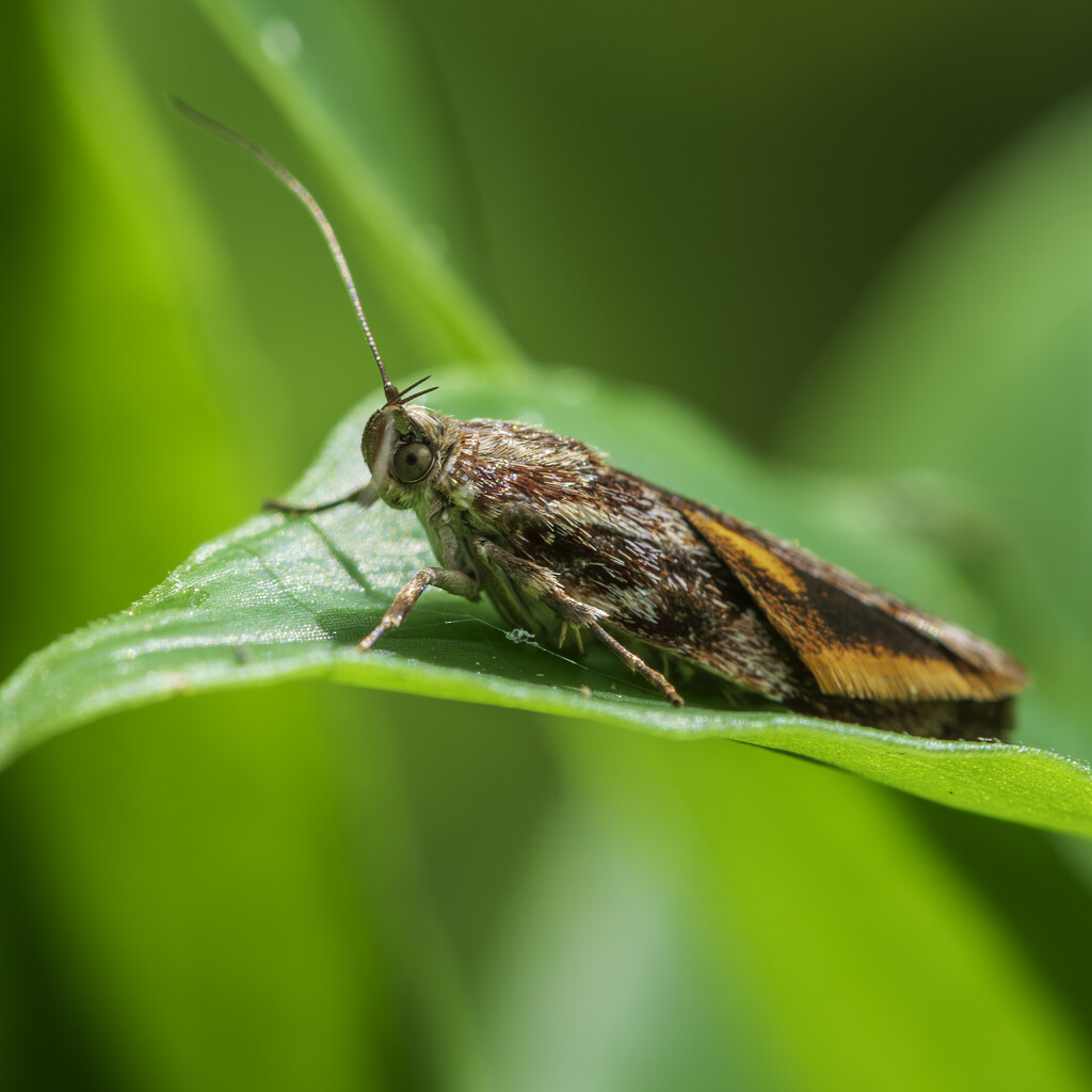Mother Moth? by yaorenliu