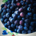 Pick Me a Blueberry by gardenfolk