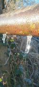 15th Jan 2024 - Icicles