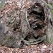 Root creature - closeup... by marlboromaam