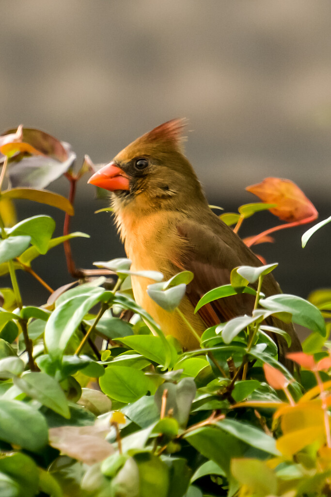 Female Cardinal by danette