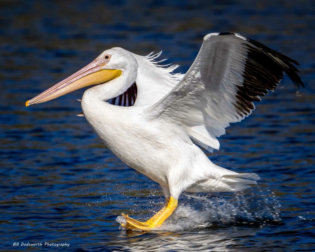 A White Pelican comes sliding in by photographycrazy