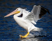15th Jan 2024 - A White Pelican comes sliding in