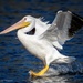 A White Pelican comes sliding in by photographycrazy