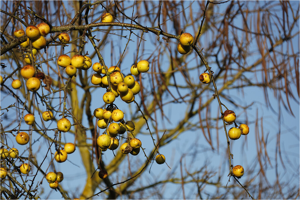 Crab apples by bournesnapper