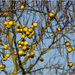 Crab apples by bournesnapper