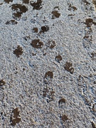 15th Jan 2024 - Frosty Footprints