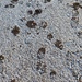 Frosty Footprints by diego10