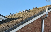 13th Jan 2024 - A family of pigeons on a roof keeping warm together. 