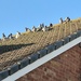 A family of pigeons on a roof keeping warm together.  by grace55