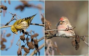 15th Jan 2024 - Beautiful birdies