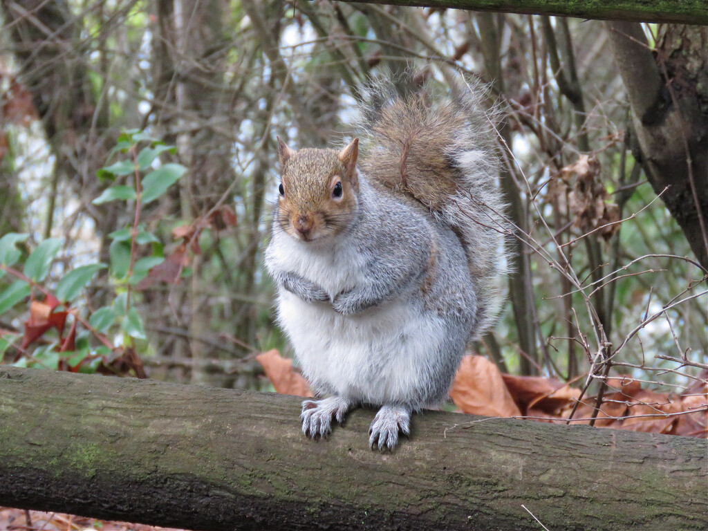 Winter Squirrel by seattlite
