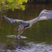 LHG_3167 Great Blue heron squawking by rontu