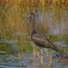 LHG_4432 Glossy ibis  by rontu