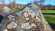 14th Jan 2024 - Lovely lichens