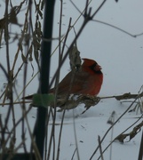 15th Jan 2024 - Cardinal. 