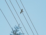 11th Jan 2024 - Bird over the wires.